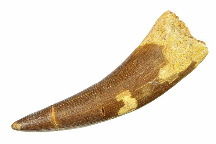 Fossil Plesiosaur (Zarafasaura) Tooth - Morocco #297870